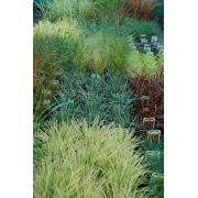 Wholesale Ornamental Grasses