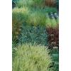 Ornamental Grasses wholesale