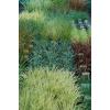 Ornamental Grasses wholesale natural plants
