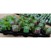 Wholesale Culinary Herbs