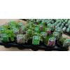 Culinary Herbs plants wholesale