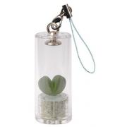 Wholesale Pet Plant