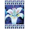White Lily wholesale