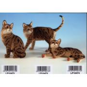 Wholesale Sitting Taby Cat